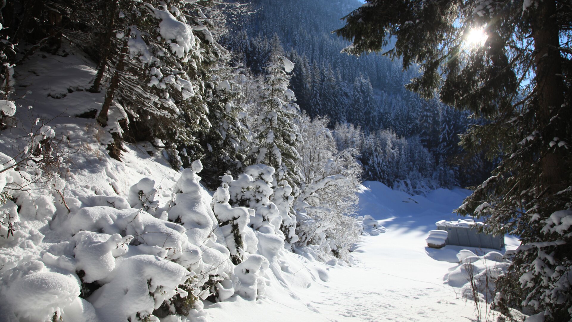 Winterschlaf Und Winterruhe Tipps F R Mensch Und Natur